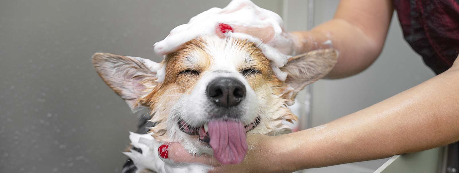 Dog & Puppy Grooming
