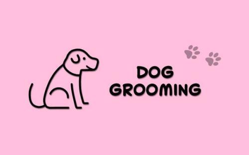 Letham Knowe Dog Grooming 